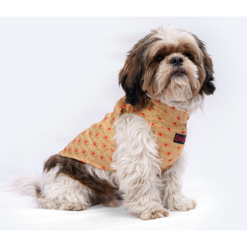 Pawgypets Sherwani for Dogs and Cats (Golden) - Image 9