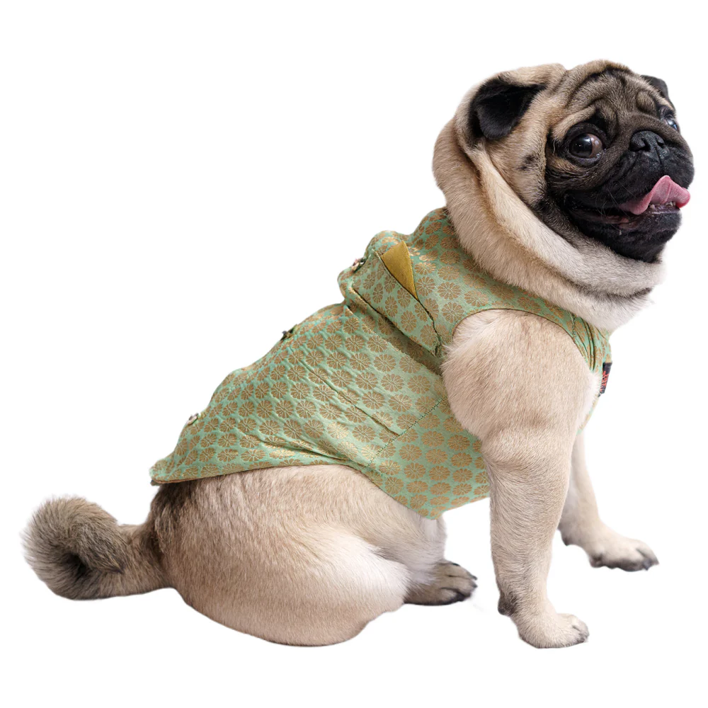 Pawgypets Sherwani for Dogs and Cats (Pista Green) - Image 2