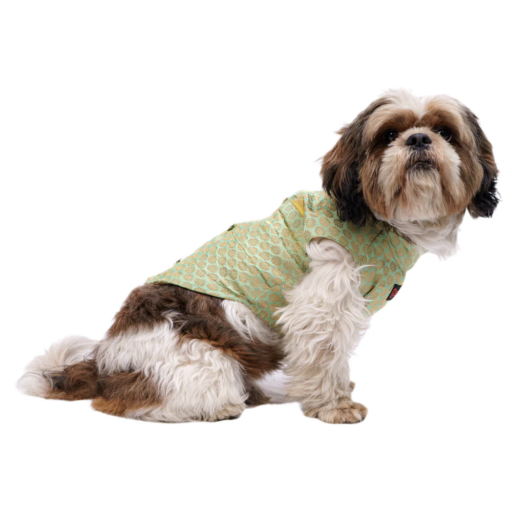 Pawgypets Sherwani for Dogs and Cats (Pista Green) - Image 3