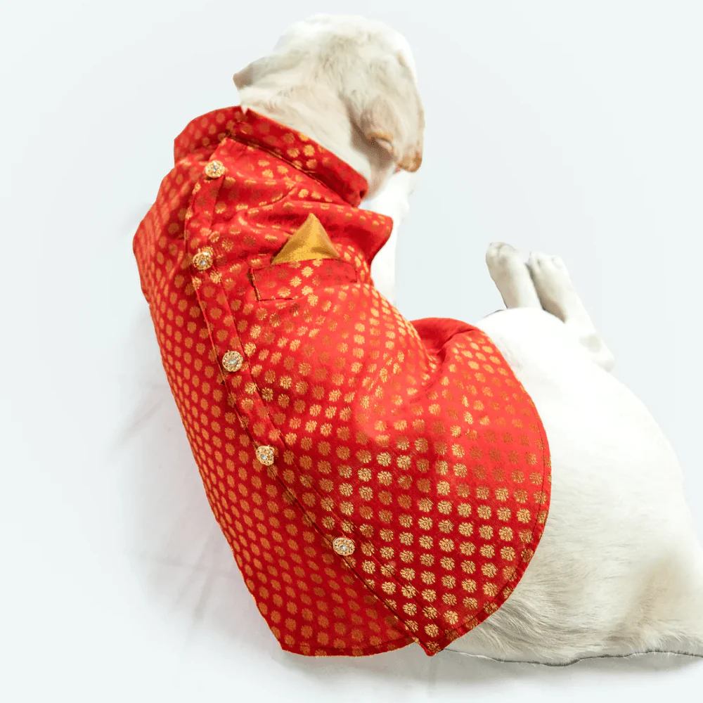 Pawgypets Sherwani for Dogs and Cats (Red) - Image 3