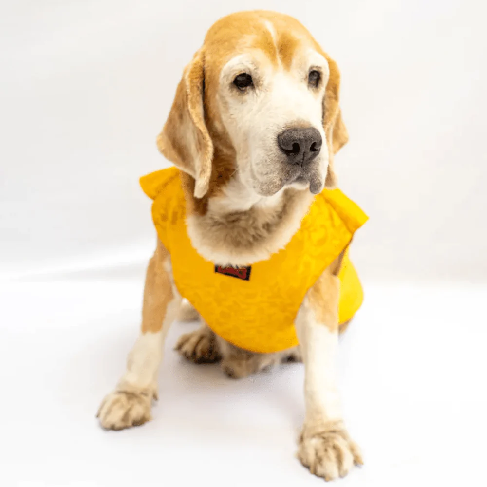 Pawgypets Sherwani for Dogs and Cats (Yellow) - Image 2
