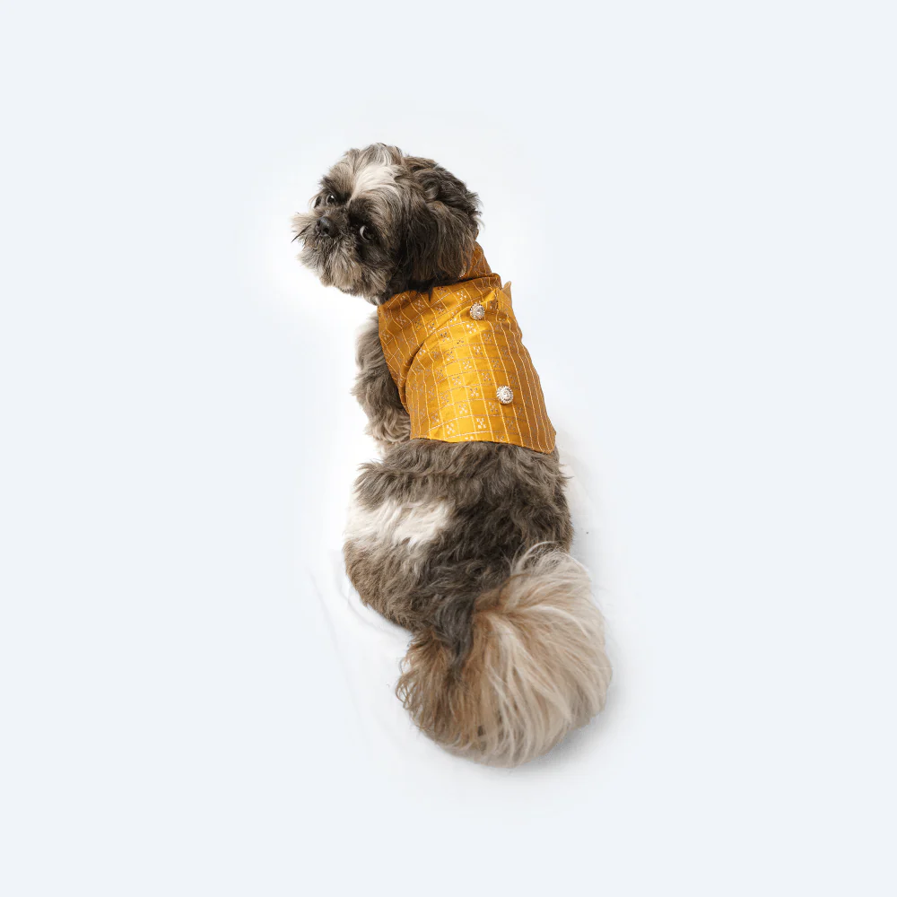Pawgypets Strapy Sherwani for Dogs and Cats (Mustard) - Image 4