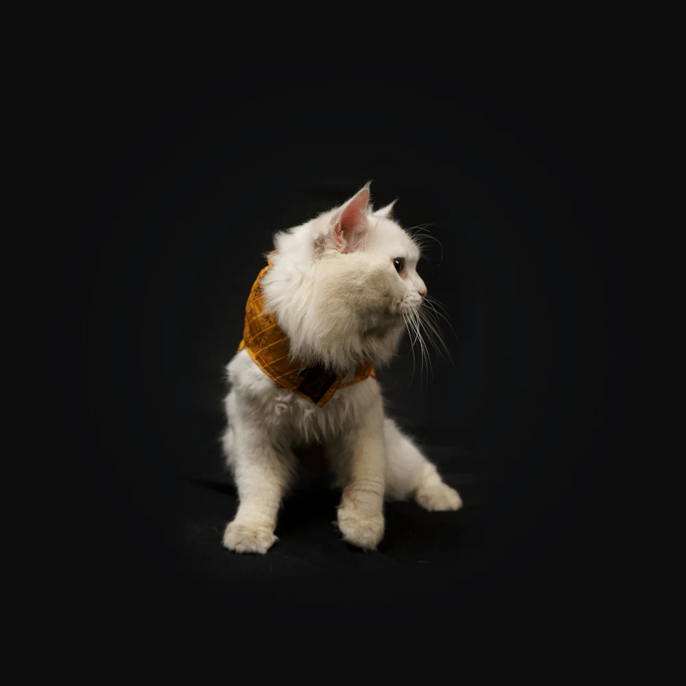 Pawgypets Strapy Sherwani for Dogs and Cats (Mustard) - Image 6