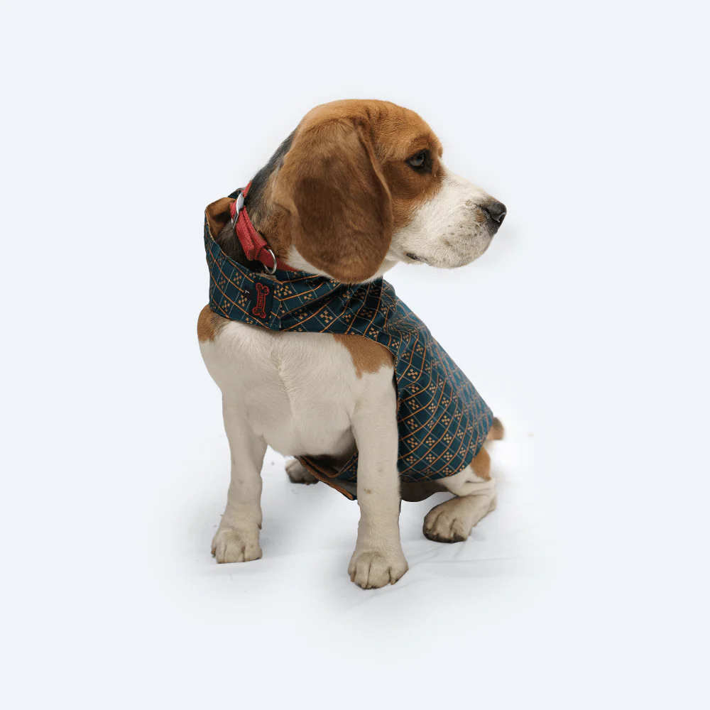 Pawgypets Strapy Sherwani for Dogs and Cats (Peacock Blue) - Image 6