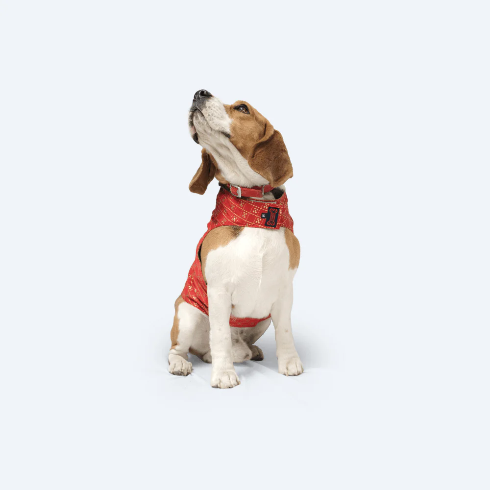 Pawgypets Strapy Sherwani for Dogs and Cats (Red) - Image 5