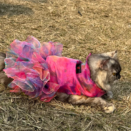 Pawgypets Tie and Dye Frilly Dress for Cats (Pink) - Image 3