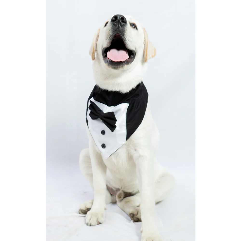 Pawgypets Tuxedo Bandana for Dogs and Cats (Black) - Image 3