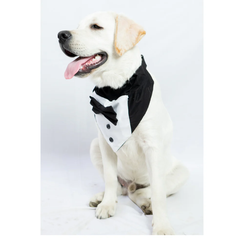 Pawgypets Tuxedo Bandana for Dogs and Cats (Black) - Image 4