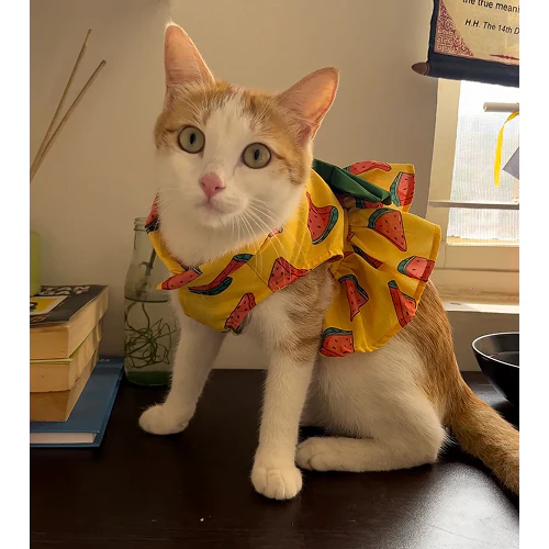 Pawgypets Watermelon Dress for Cats (Yellow) - Image 3