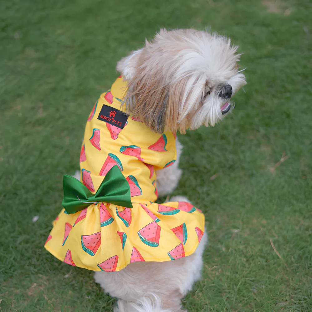 Pawgypets Watermelon Surgar Dress for Dogs (Yellow) - Image 3
