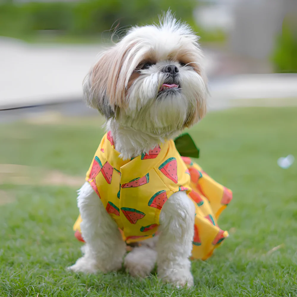 Pawgypets Watermelon Surgar Dress for Dogs (Yellow) - Image 4