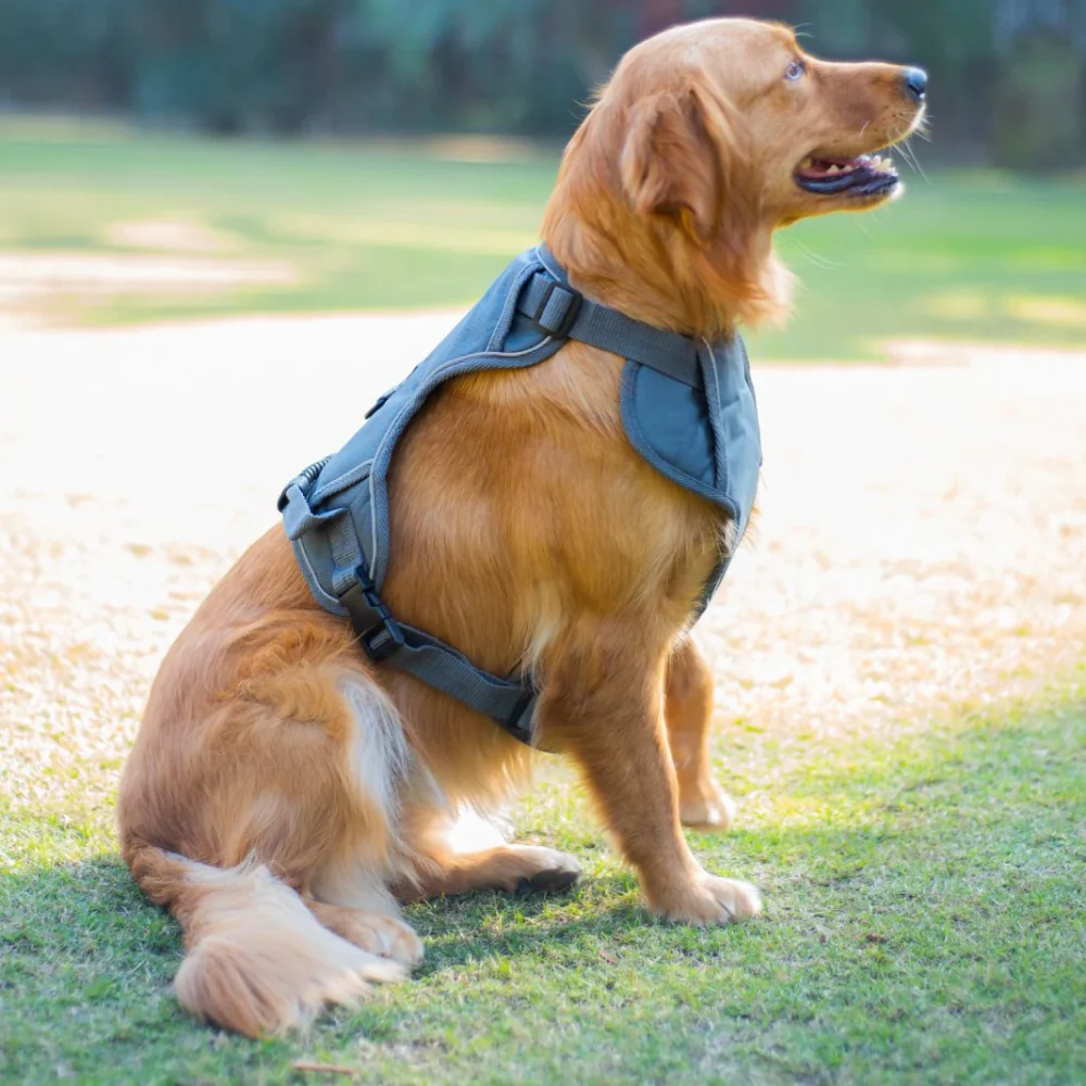 Pawpourri Adjustable Reflective Padded Harness for Dogs (Grey) - Image 3