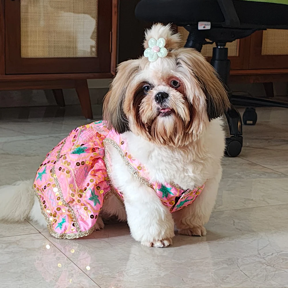 Pawsindia Traditional Desi Diva Lehenga Choli Set for Dogs (Pink) - Image 5