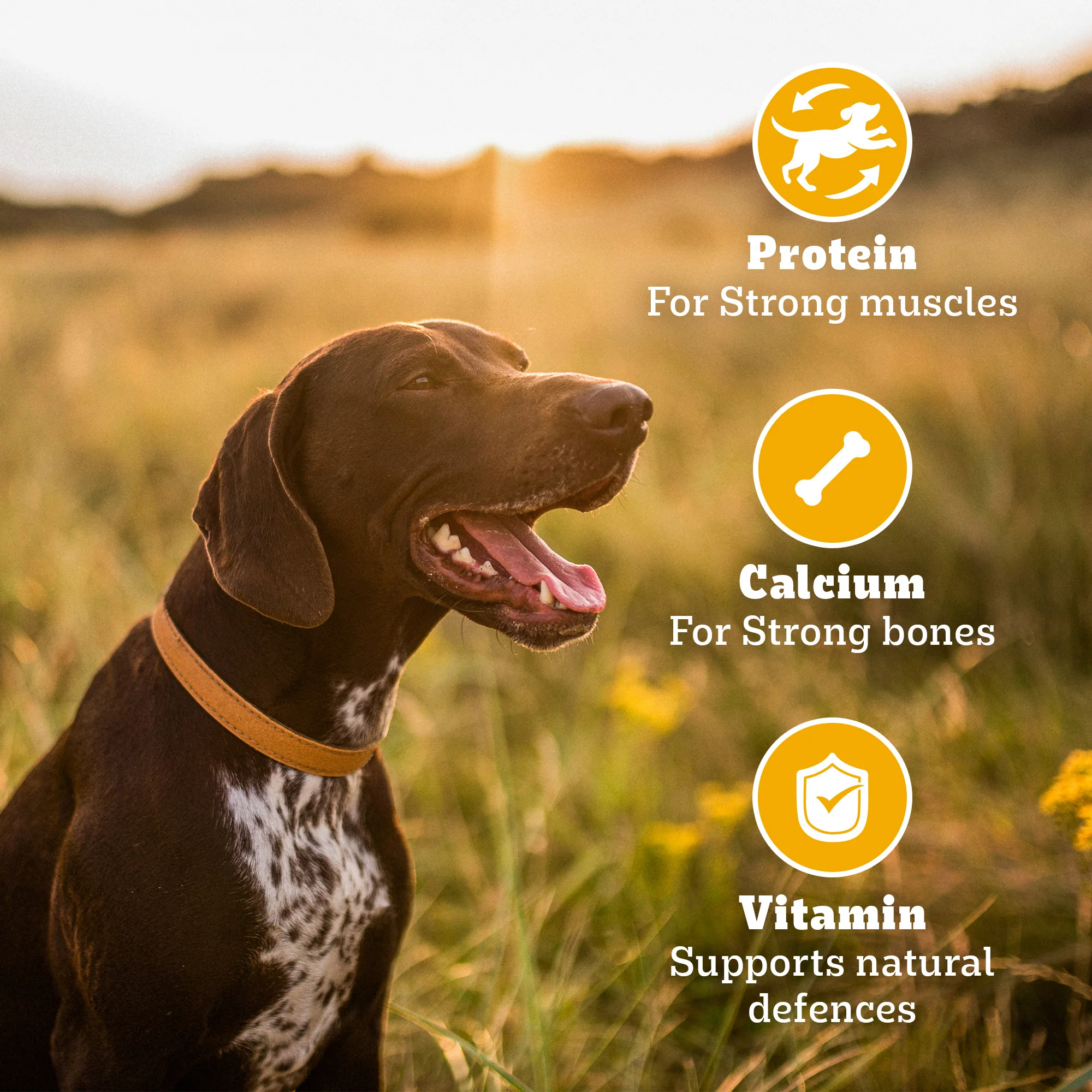 Pedigree Chicken Flavour (4+ Months) Biscrok Biscuits Jar Treats for Dogs - Image 9