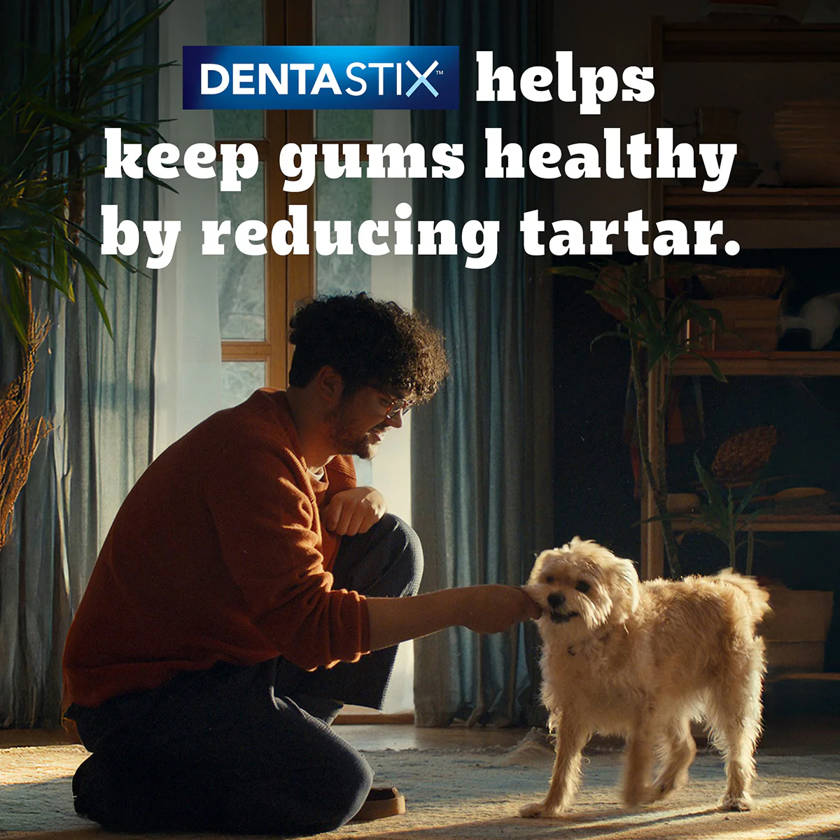 Pedigree Dentastix Oral Care for Adult (Small Breed of 5 to 10 kg) Dog Treats - Image 13
