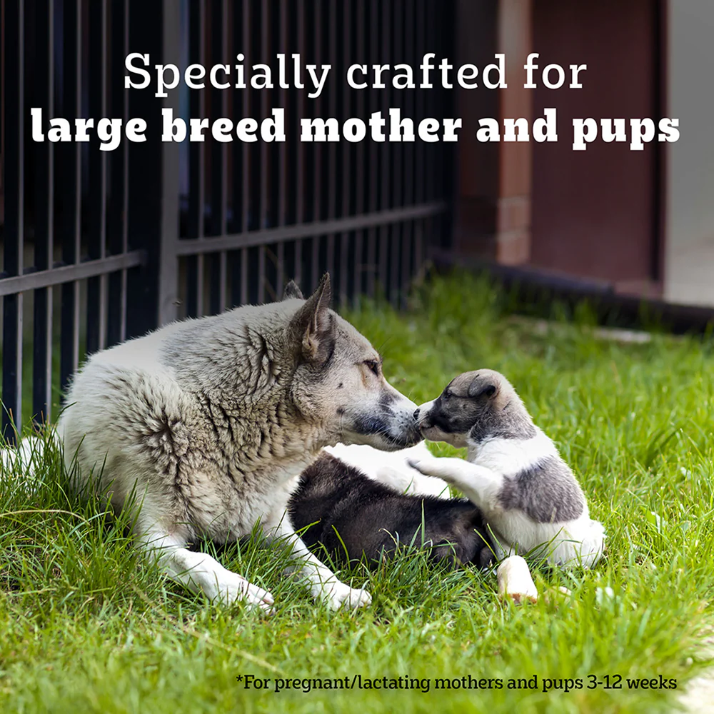 Pedigree PRO Expert Nutrition Lactating/Pregnant Mother & Puppy Starter(3 to 12 Weeks) Large Breed Dog Dry Food - Image 8