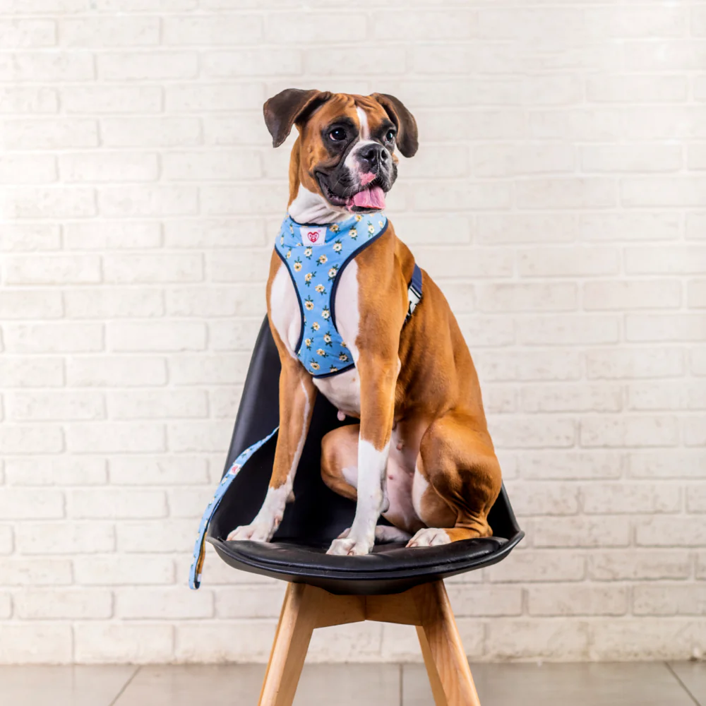 Pet And Parents Blue Flowers and Stripes Reversible Harness for Dogs - Image 6