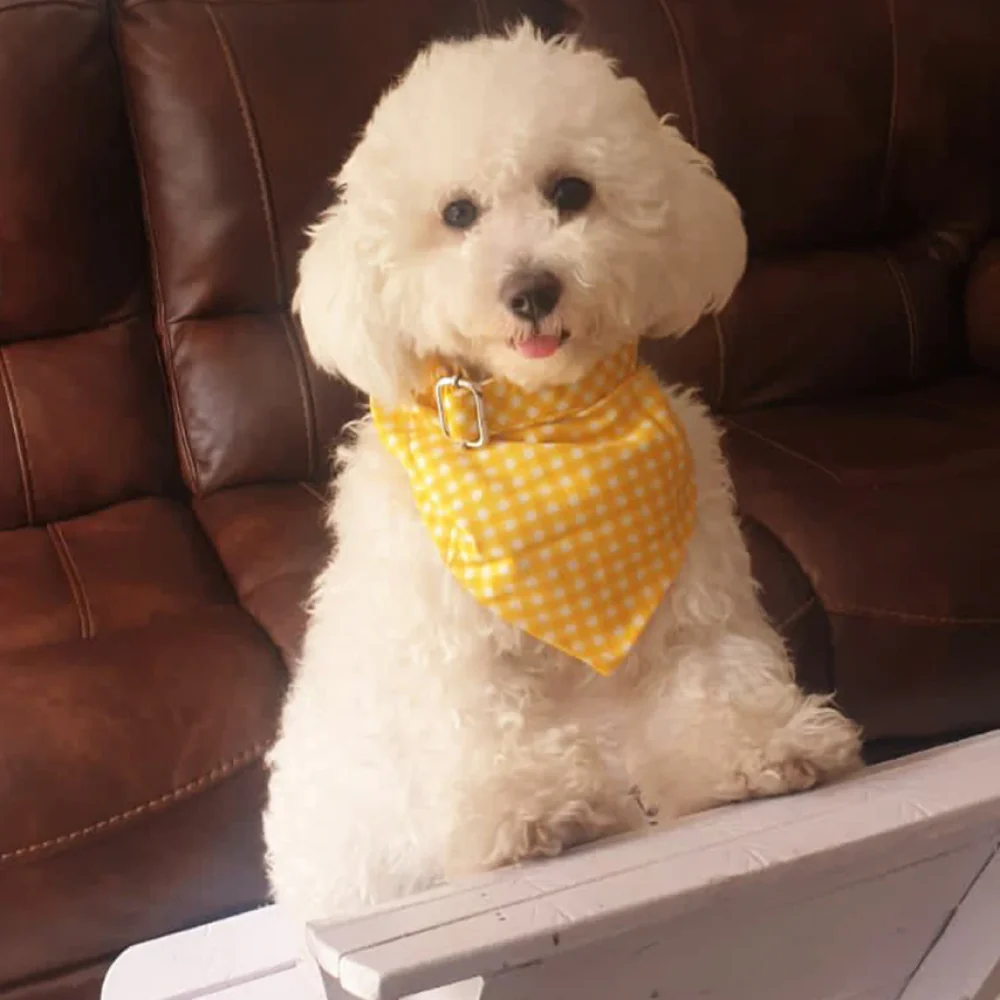 Pet Feast Checkered Collar And Bandana Sets for Dogs (Yellow) - Image 4