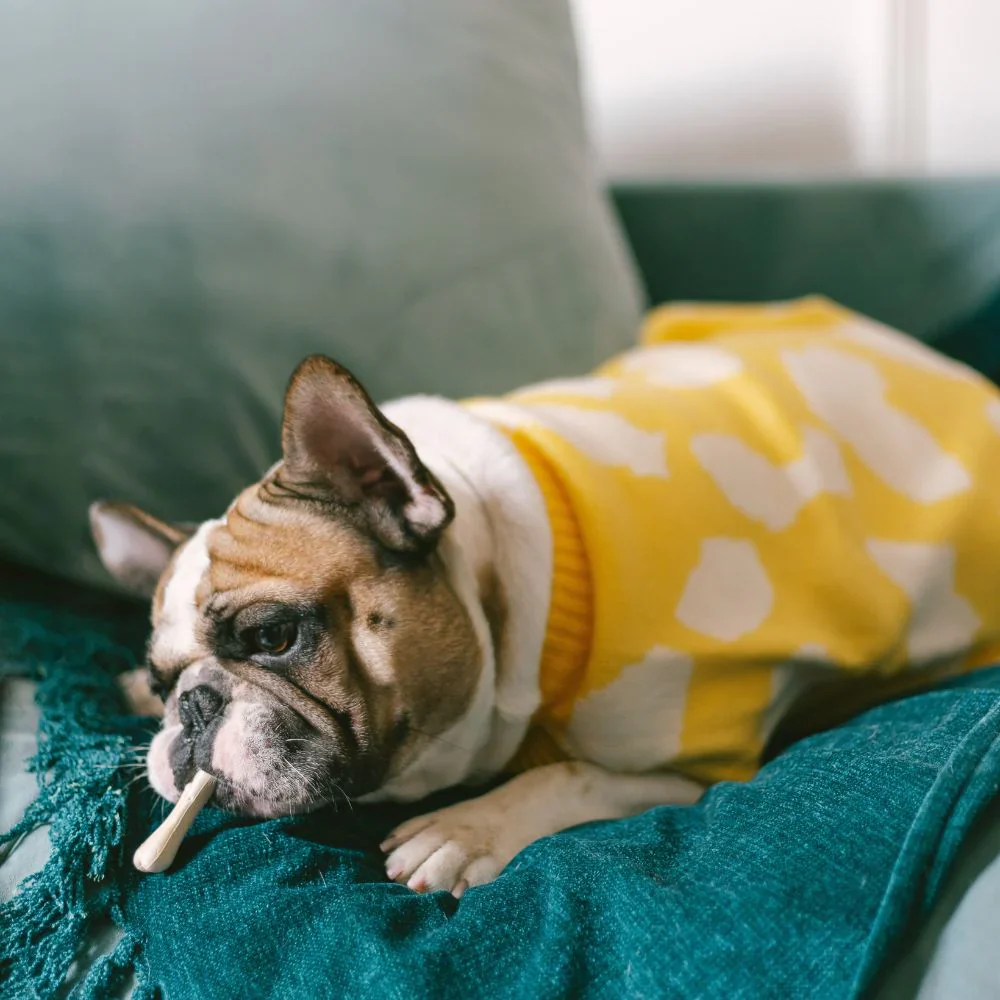 Pet Set Go Joey’s Sweater for Dogs and Cats (Yellow) - Image 2