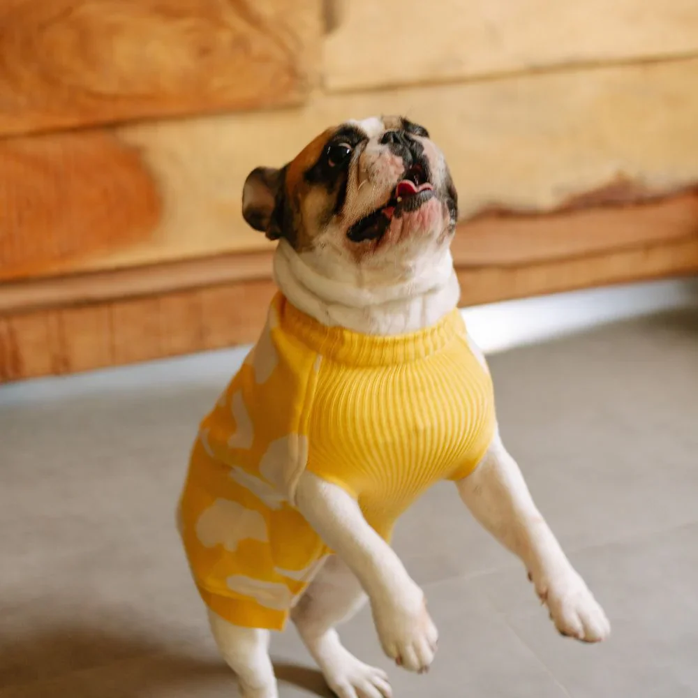Pet Set Go Joey’s Sweater for Dogs and Cats (Yellow) - Image 3