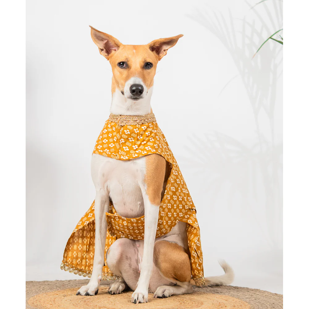 Pet Set Go Kanak Cotton Dress for Dogs (Orange) - Image 3