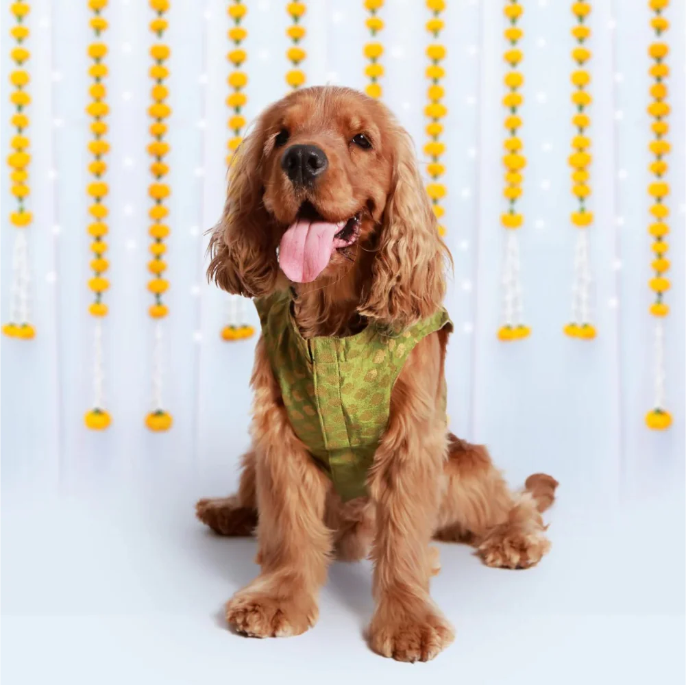 Pet Set Go Kurta for Dogs (Green) - Image 4