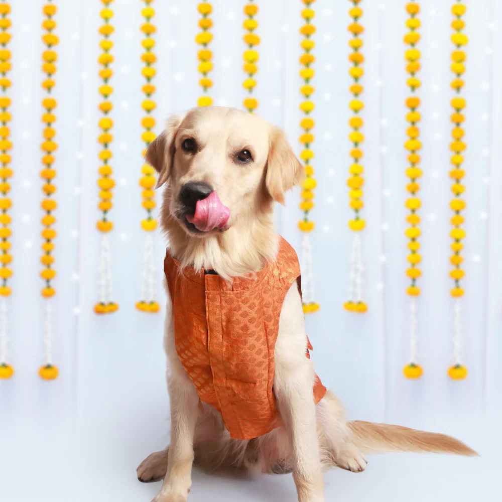 Pet Set Go Kurta with Bowtie  for Dogs (Orange) - Image 4