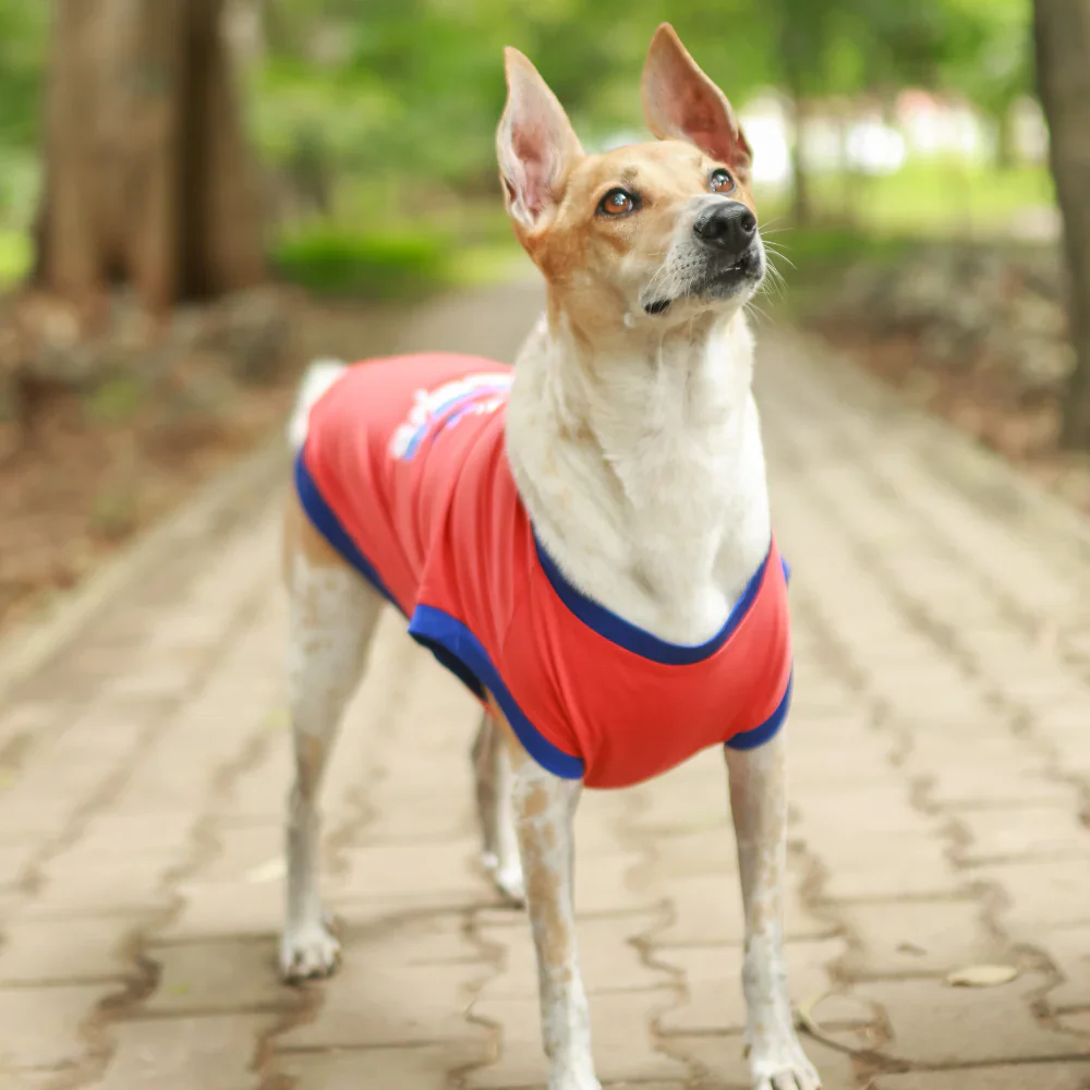 Pet Set Go Naps & Snacks T Shirt for Dogs (Red) - Image 6