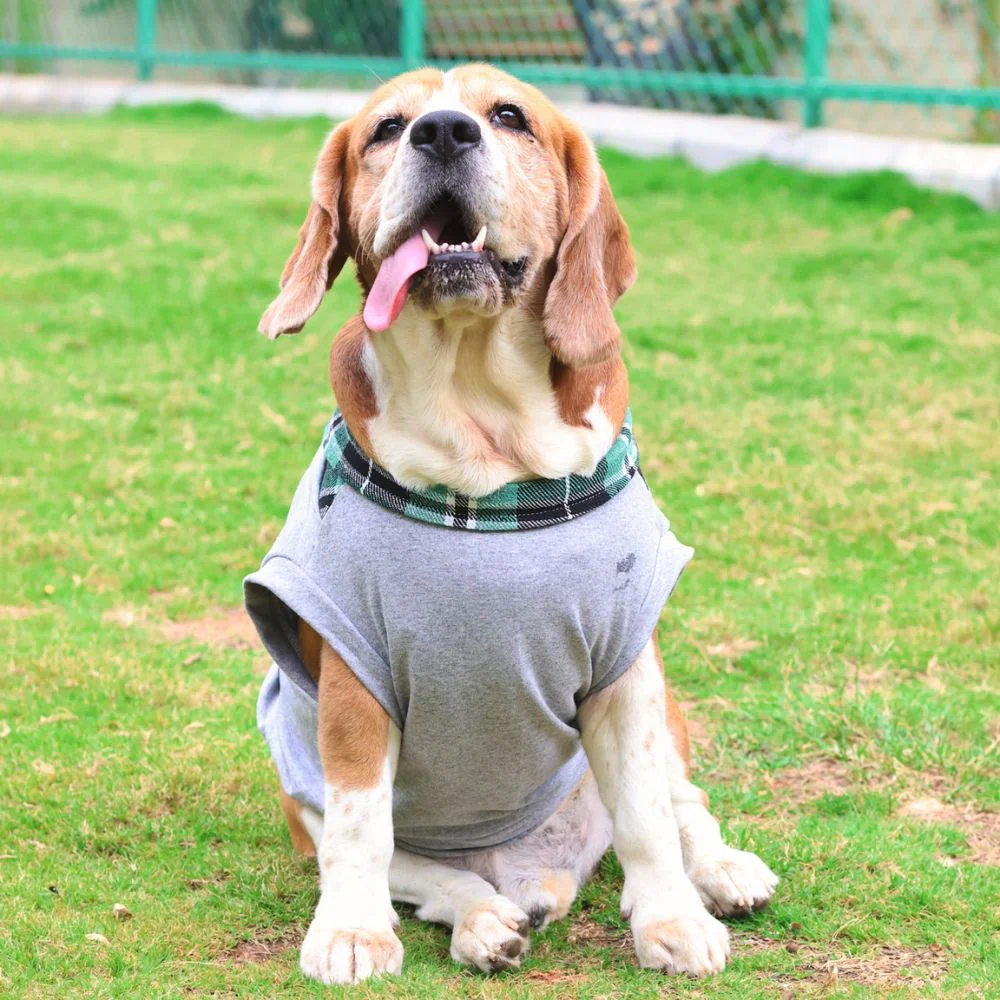 Pet Set Go Polo Knit Tshirt for Dogs (Grey) - Image 2