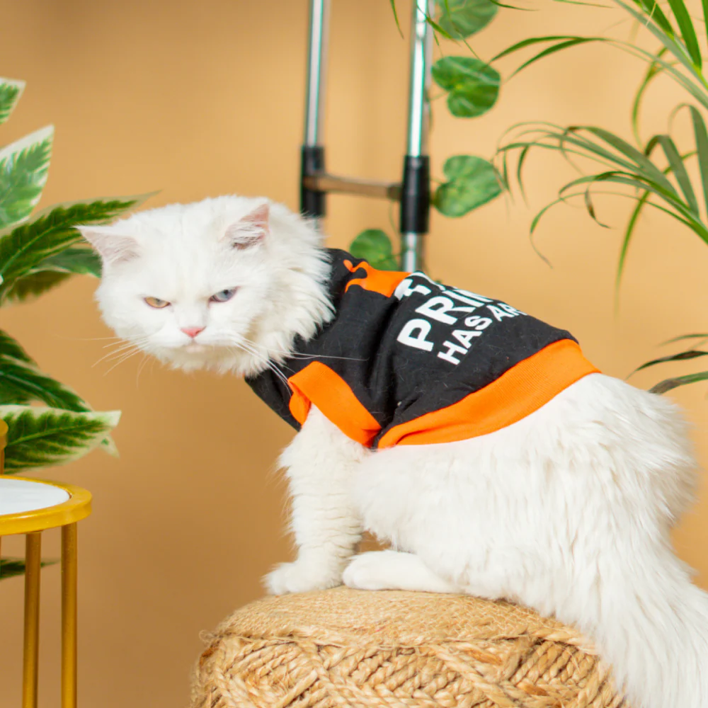 Pet Set Go Prince Has Arrived T-shirt for Cats (Orange/Black) - Image 4