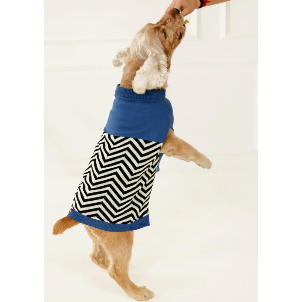 Pet Set Go Raisin’s Sweater for Dogs and Cats (Blue & Black) - Image 2