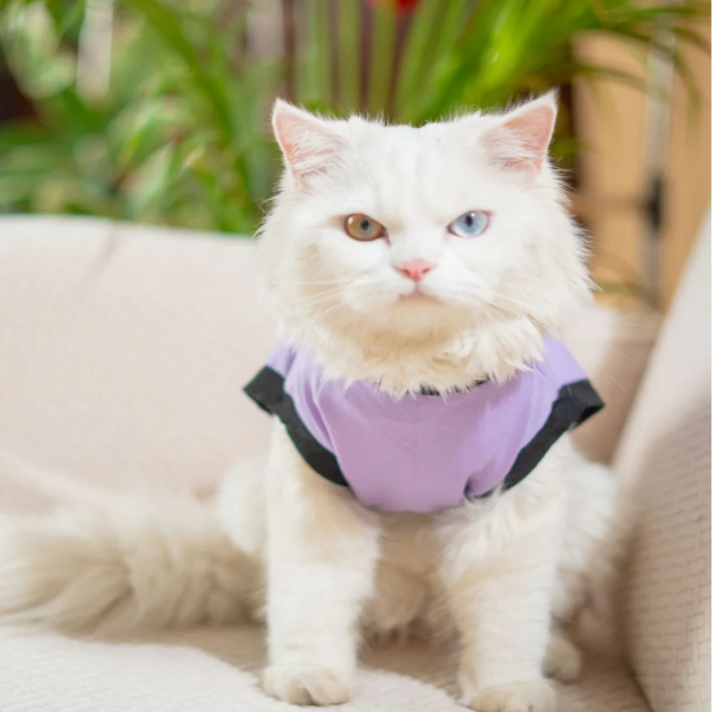 Pet Set Go Ruff Being Cute T-shirt for Cats (Purple) - Image 5