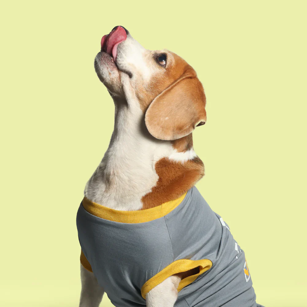 Pet Set Go Single Taken In Relationship Sleeveless Tshirt for Dogs (Grey) - Image 4