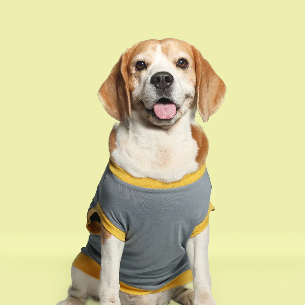 Pet Set Go Single Taken In Relationship Sleeveless Tshirt for Dogs (Grey) - Image 5