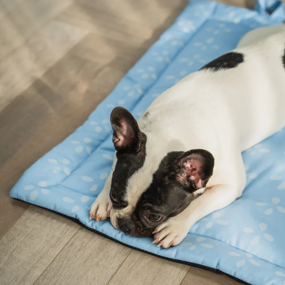 Pet Set Go Sky Bloom Mat for Dogs (Sky Blue) - Image 3