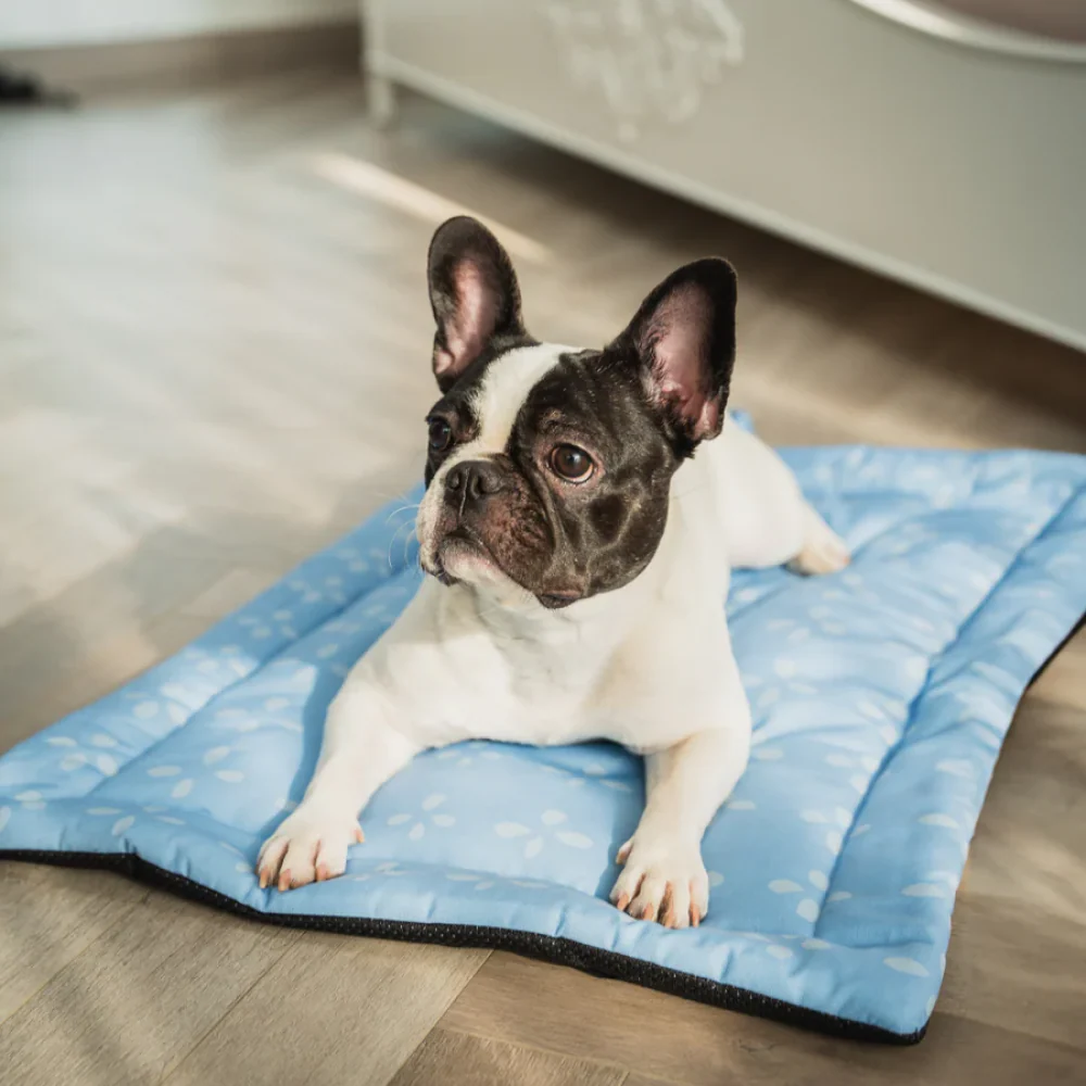 Pet Set Go Sky Bloom Mat for Dogs (Sky Blue) - Image 9