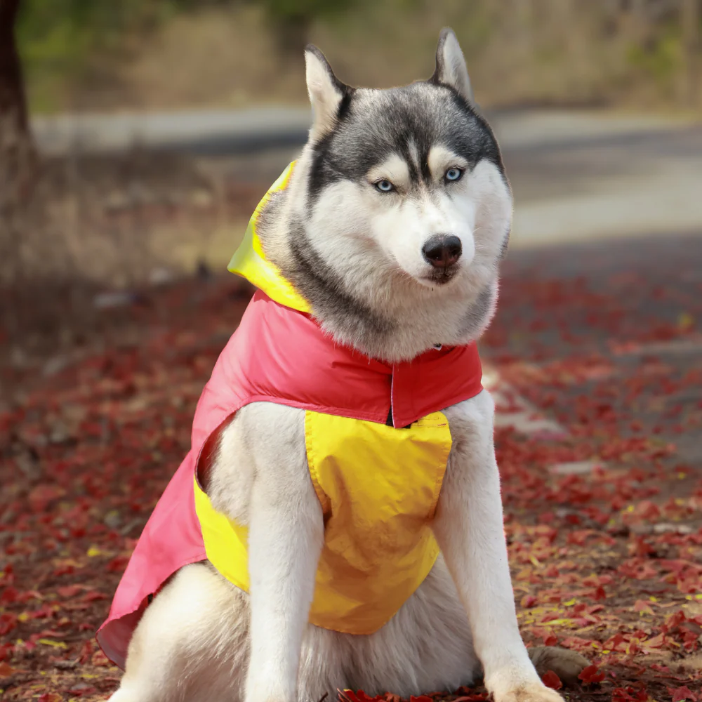 Pet Set Go Splash Waterproof Raincoat for Dogs (Red/Yellow) - Image 7