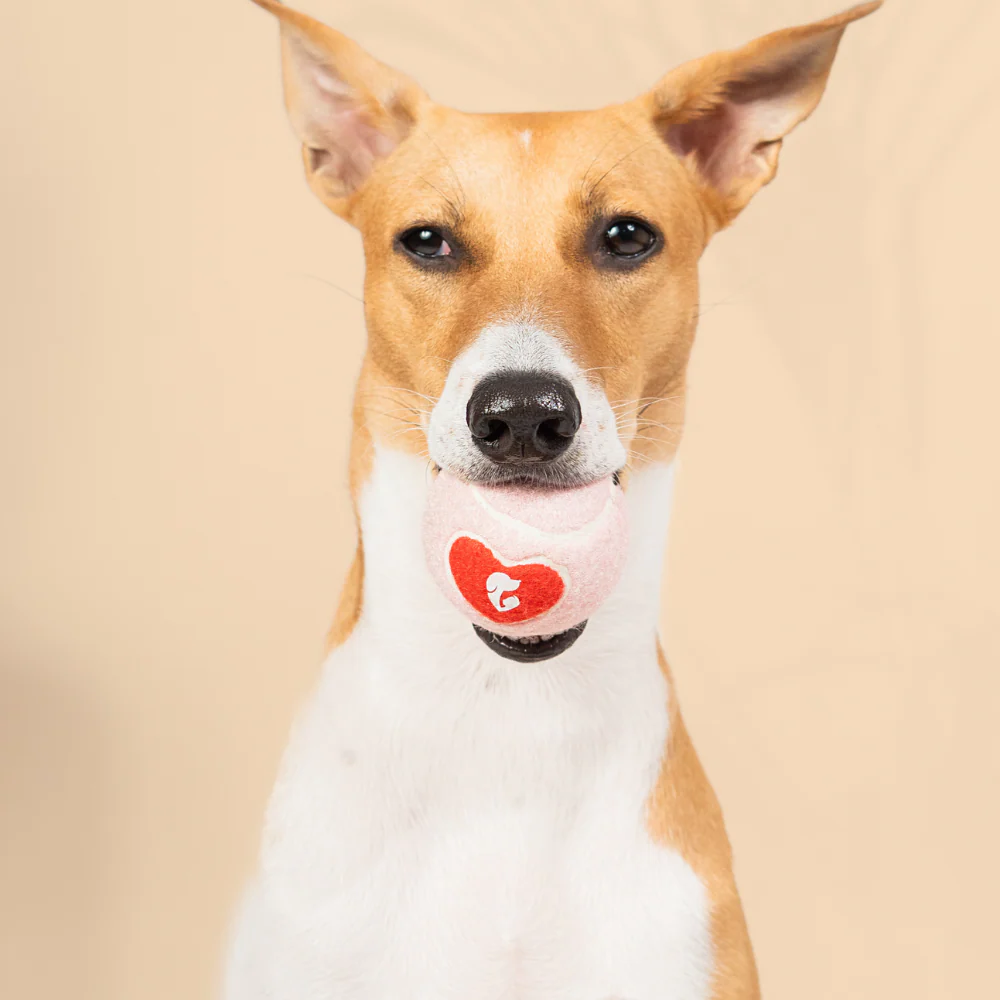 Pet Set Go Squeak Ball Toy for Dogs (Blue) - Image 3
