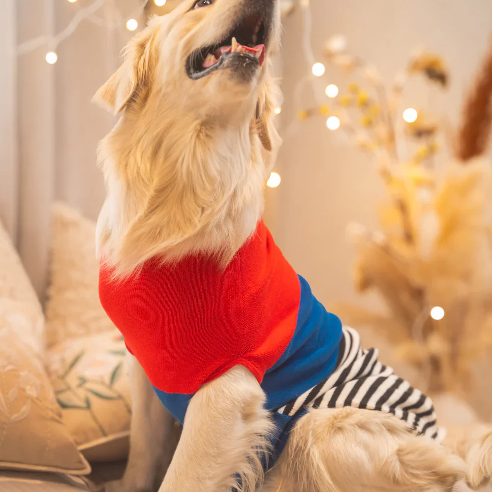 Pet Set Go Striped Sweater for Dogs (Red/Blue) - Image 4