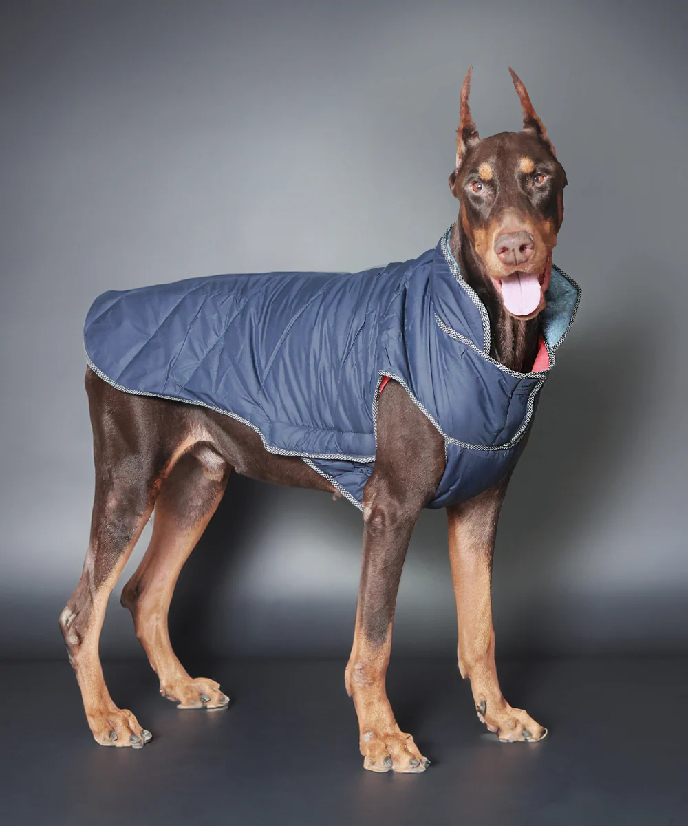 Pet Set Go Wind Sheeter Jackets for Dogs (Blue) - Image 3