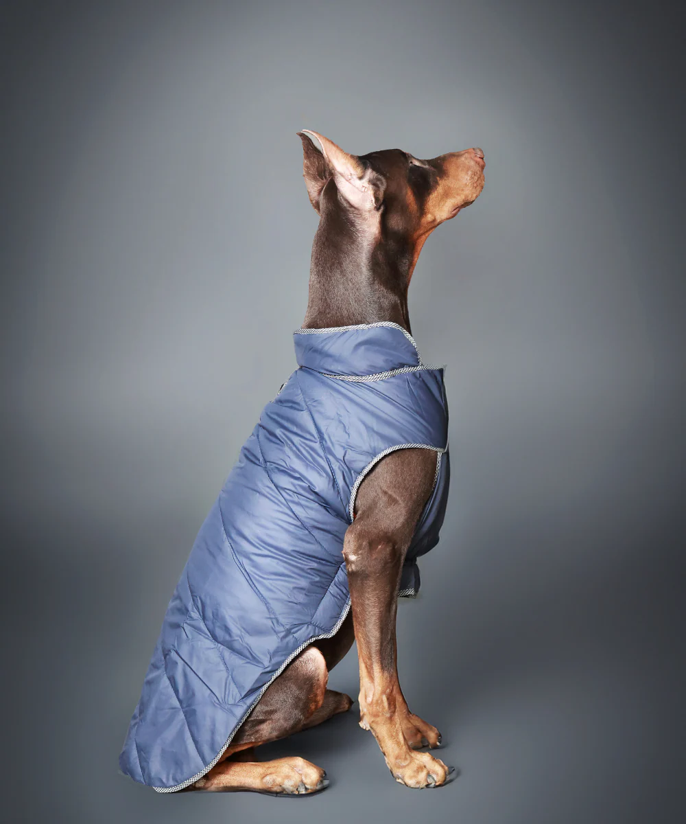 Pet Set Go Wind Sheeter Jackets for Dogs (Blue) - Image 5