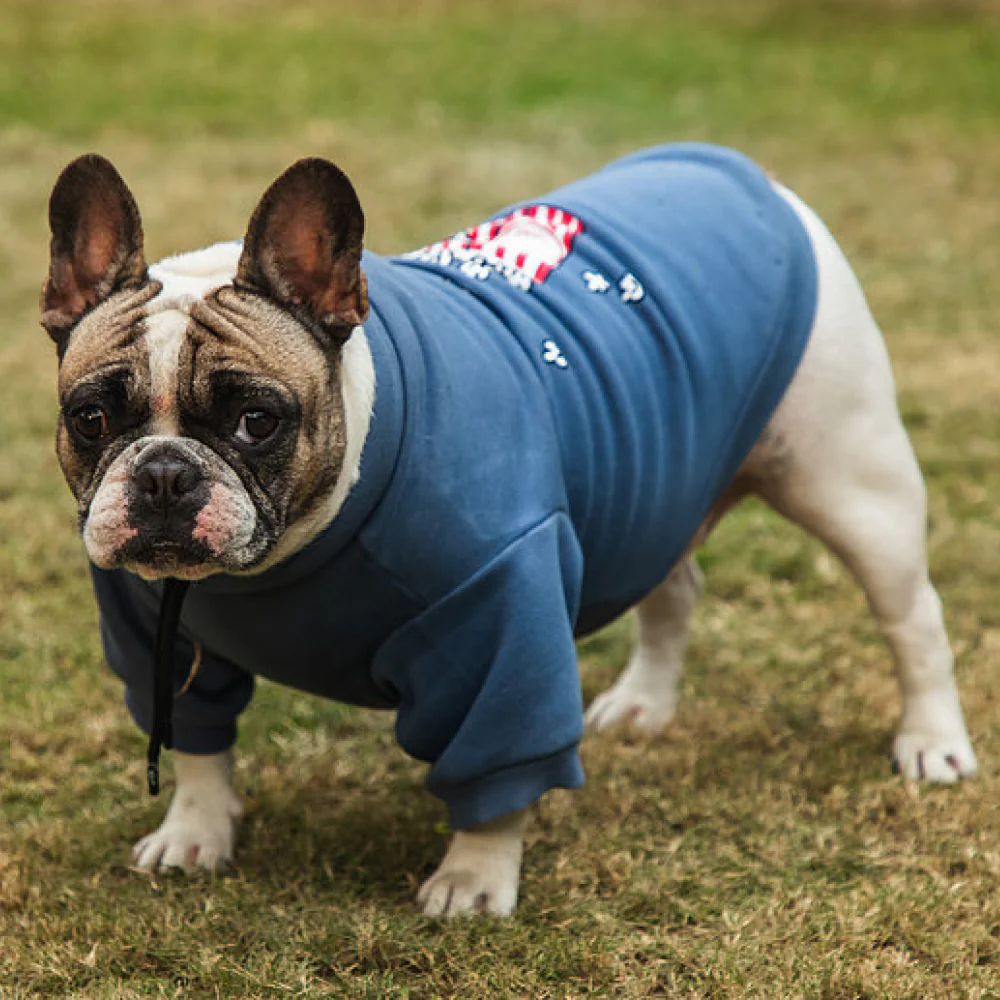 Pet Snugs Popcorn Print Sweatshirt for Dogs (Sky Blue) - Image 4