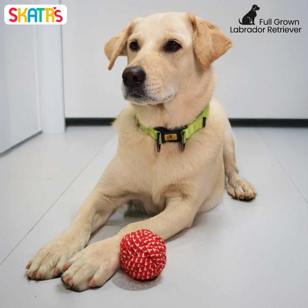 Pet Vogue Bouncy Rubber Ball & Skatrs Rope Ball Chew Toy Dog Combo - Image 11