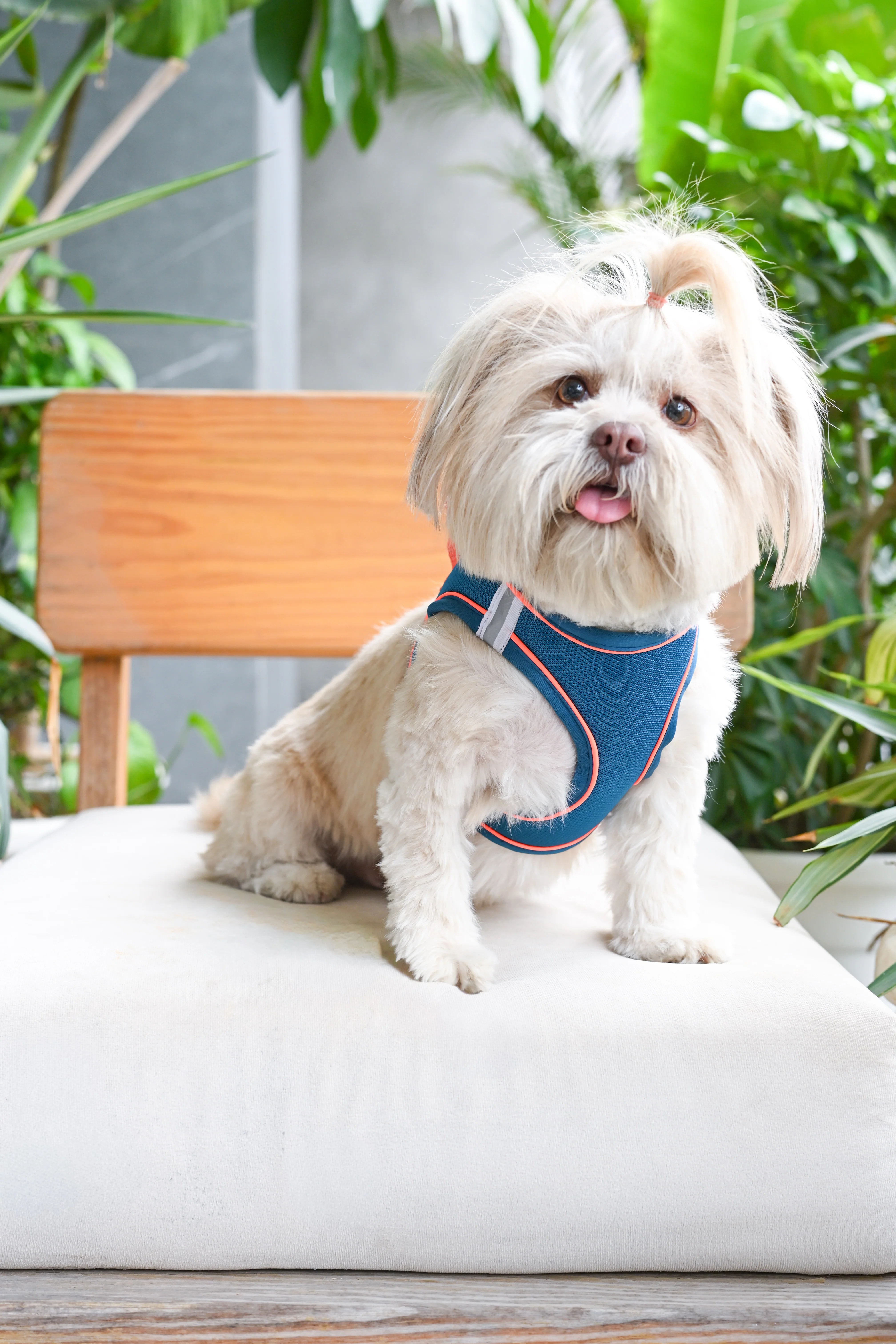 Pets Way Air Mesh Harness for Puppies & Small Dogs (Blue) - Image 2