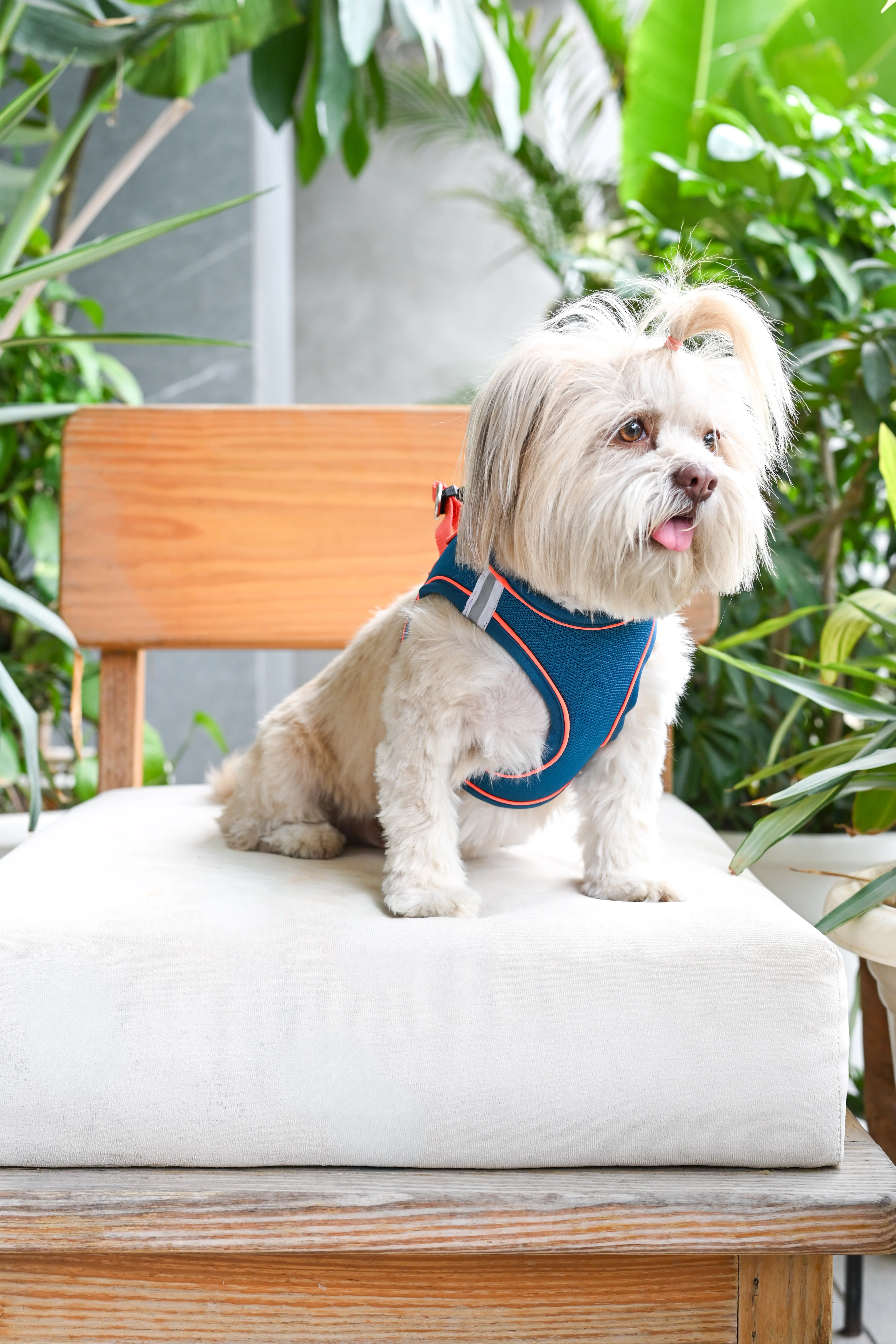 Pets Way Air Mesh Harness for Puppies & Small Dogs (Blue) - Image 7