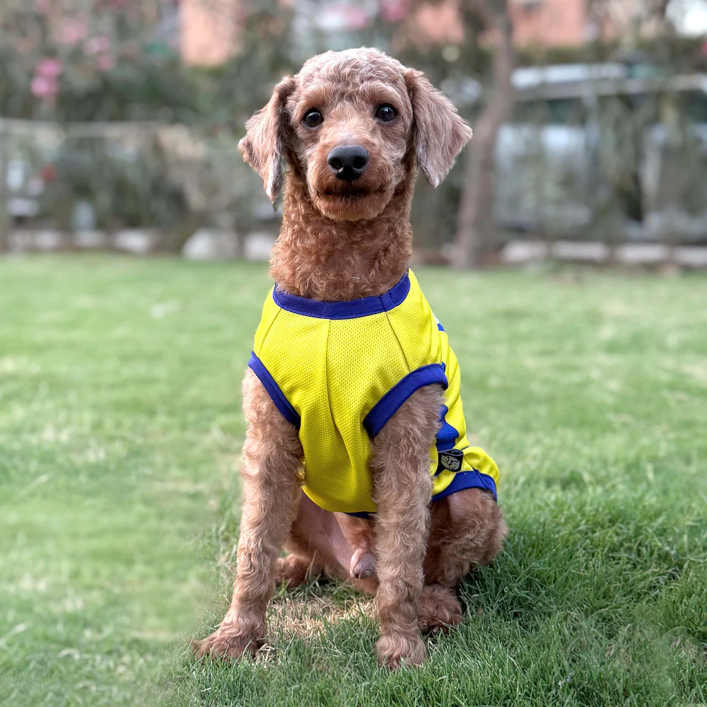 Pets Way Chennai Supaw Kings Team Jersey Vest for Dogs | Indian Pet League - Image 4