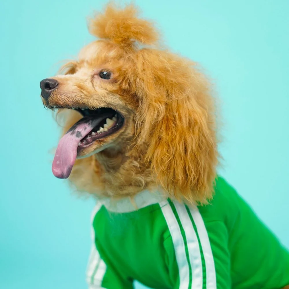 Pets Way Dive In Stripes Tshirt for Dogs (Forest) - Image 5