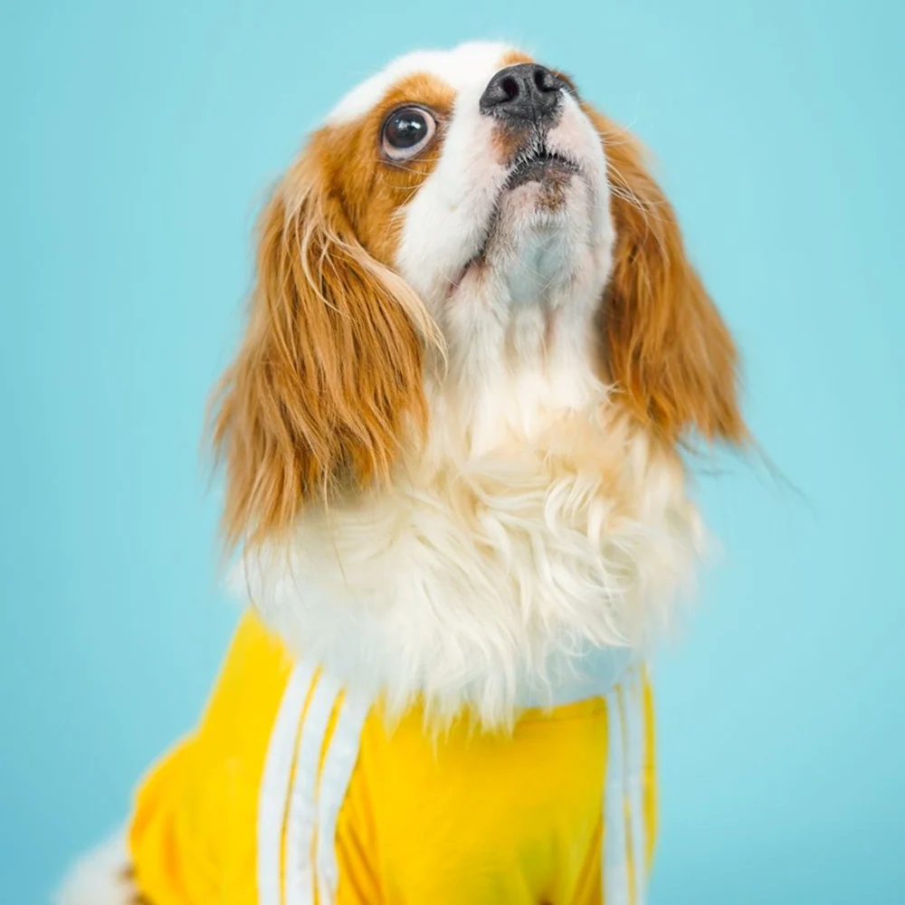 Pets Way Dive In Stripes Tshirt for Dogs (Yellow) - Image 5