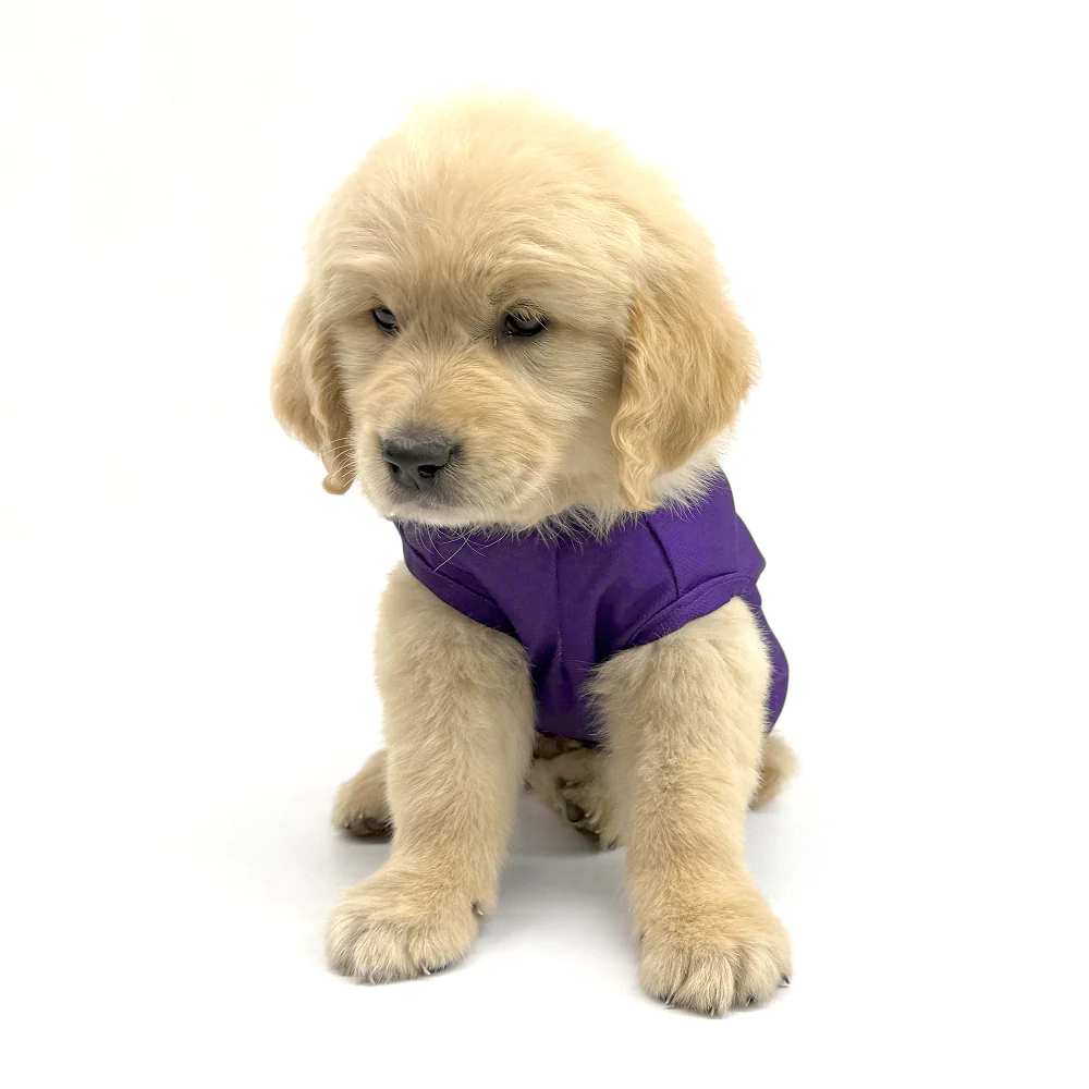 Pets Way Kolkata Kennel Riders Team Jersey Vest for Dogs | Indian Pet League - Image 4