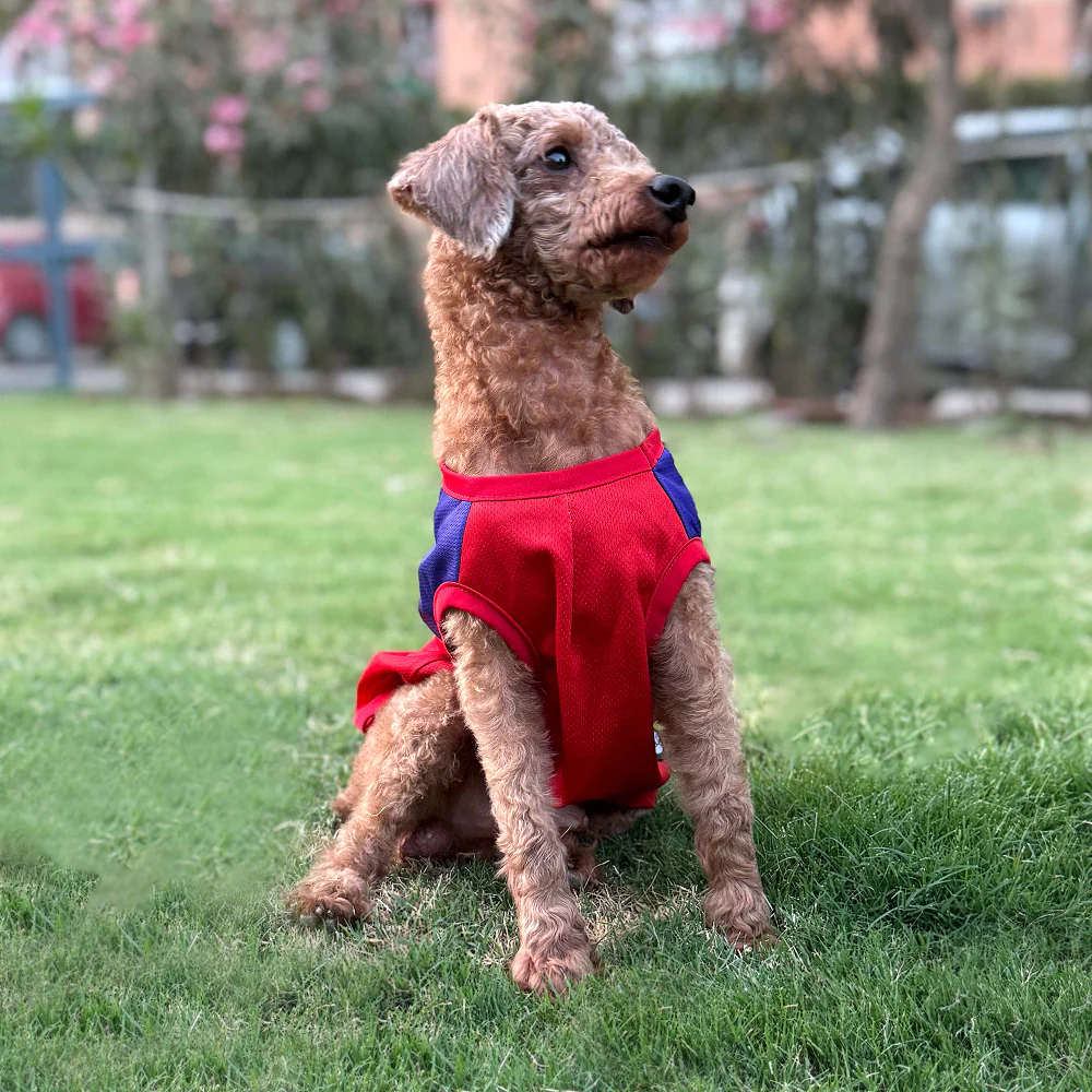 Pets Way Royal Canines Bengaluru Team Jersey Vest for Dogs | Indian Pet League - Image 7